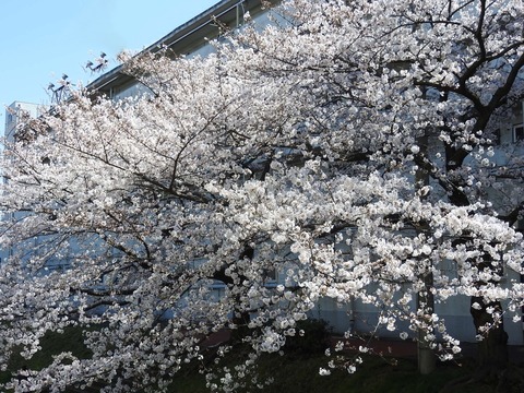 DADDE523-7508-4220-9CC7-3027690400D4