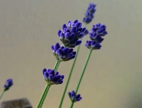 A08E3C08-BE9F-45D2-846E-3556436C5D01