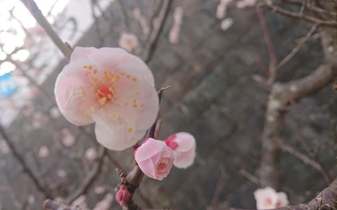 B0AC733D-BB38-48F3-9556-2A0685B1E11E