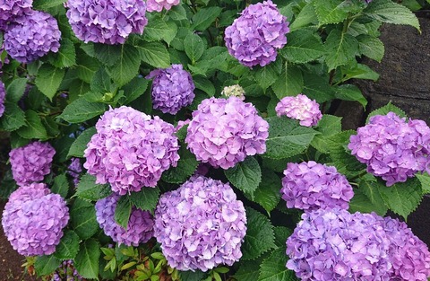 C3B8C3BB-2911-4CF7-A1F7-327852F1C3A5