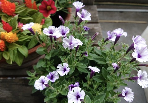 BFE7C918-6C46-4A12-8109-5FADDB224FEE