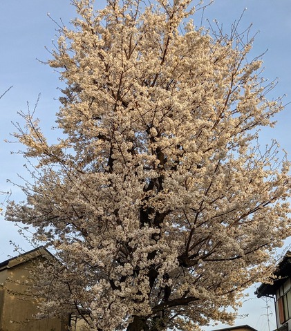 CA7FA963-45C6-48D1-9B98-BAF2B6339CD4