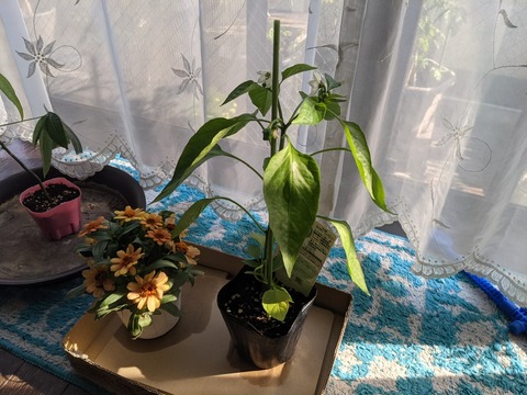 2C0C84C1-82DF-43F6-B086-D4401BCBBCCA