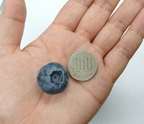 BB100円