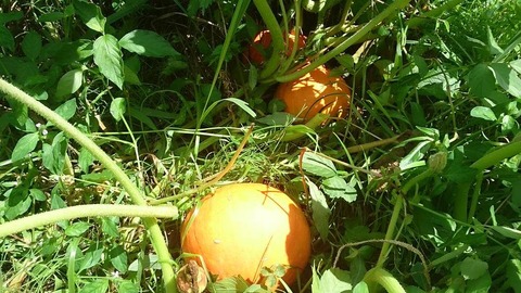 pumpkin7