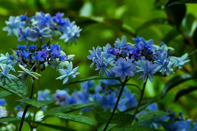 azisai