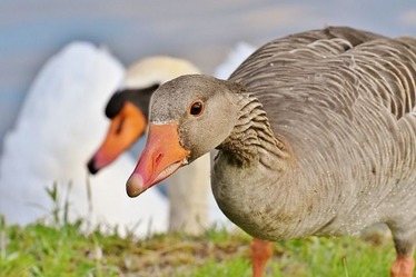 goose-3506513_640