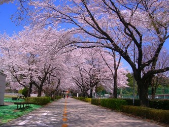 桜