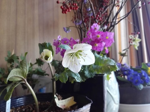 Xmasrose12