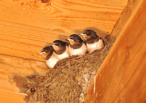 swallows-2489846_1920