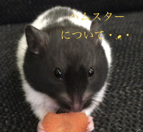 ハムスターの寿命 かゆいところに手が届かん