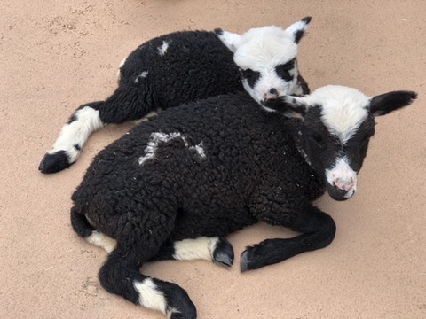 730CB5D7-1A4A-4349-A1AD-4BC0785510F5