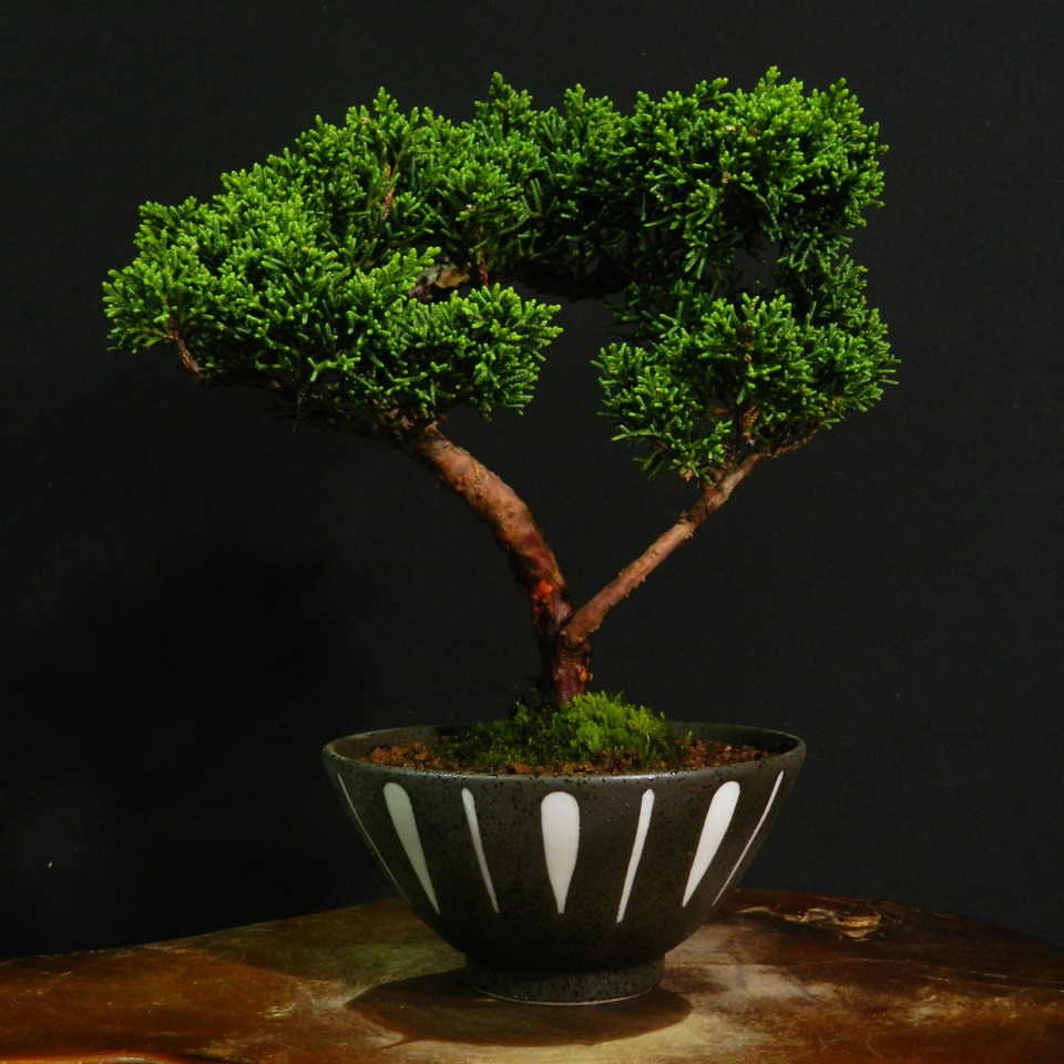 新作登場，2025 【一起園芸】真柏・小品盆栽・08☆形良好な一品です☆