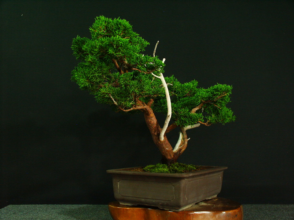 一起園芸 糸魚川真柏 中品盆栽02 見応え充分な一品 美品です Www Lambert Contracting Com