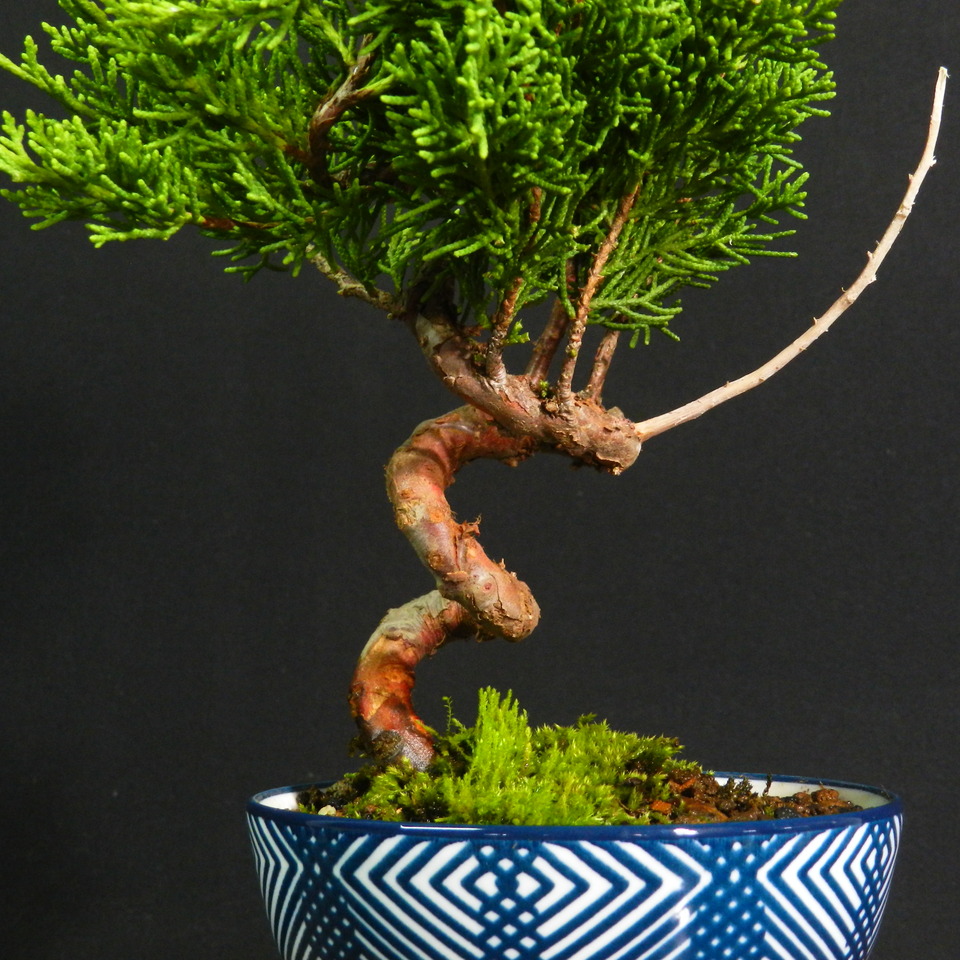 一起園芸真柏・小品盆栽03◇人気盆栽樹・形良好な一品です 【