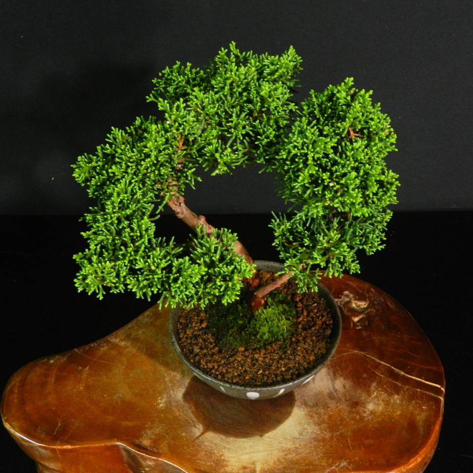 新作登場，2025 【一起園芸】真柏・小品盆栽・08☆形良好な一品です☆