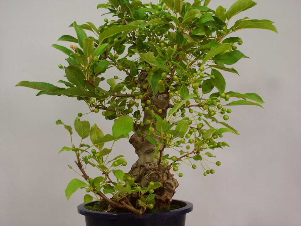 完売 深山海棠 ミヤマカイドウ 盆栽02 実が付いています Tibetology Net