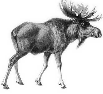 moose 秋葉系オタク列車男のアバター日記 moose 秋葉系オタク列車男のアバター日記