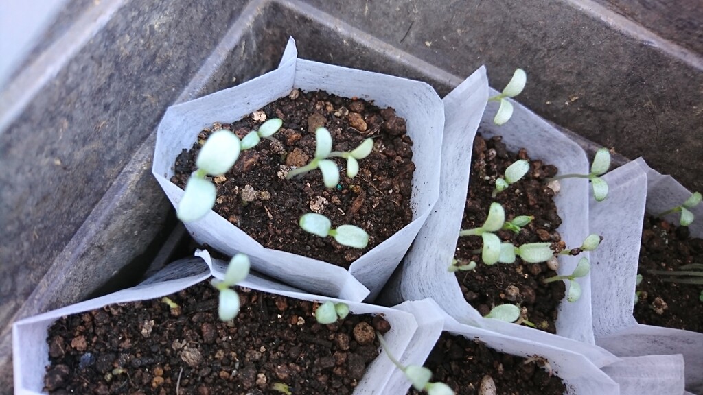 おうちでネモフィラまつり すくらっぷｂｏｏｋ