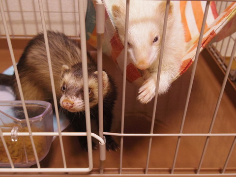 IMGP3138