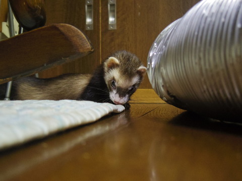 フェレットとカメラ事情