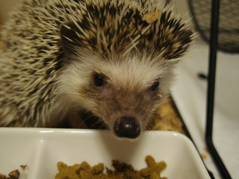 はじめまして、とか。