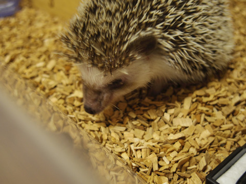 バード＆スモールアニマルフェア