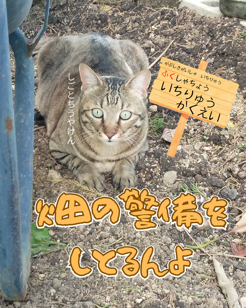 畑の警備を しとるんよ