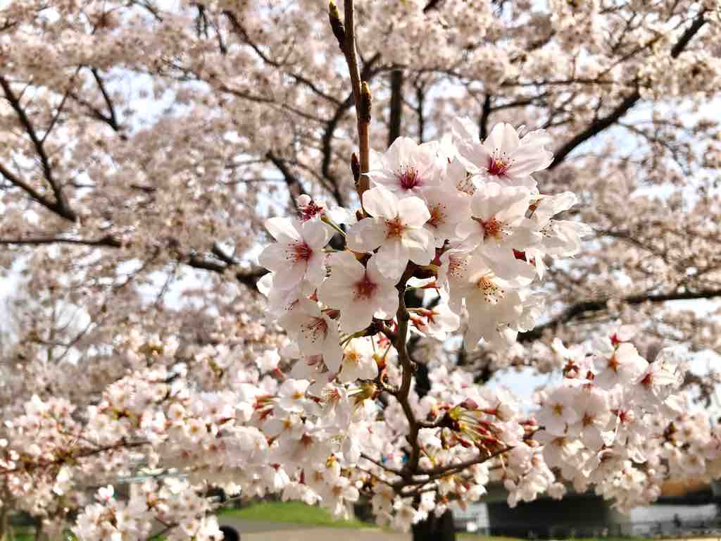 汐入公園でクイックお花見 つぎの角をまがったら 汐入公園でクイックお花見 つぎの角をまがったら