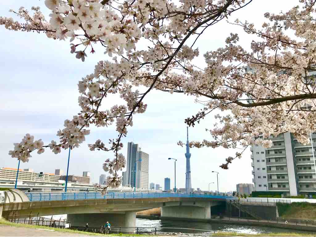 汐入公園でクイックお花見 つぎの角をまがったら 汐入公園でクイックお花見 つぎの角をまがったら
