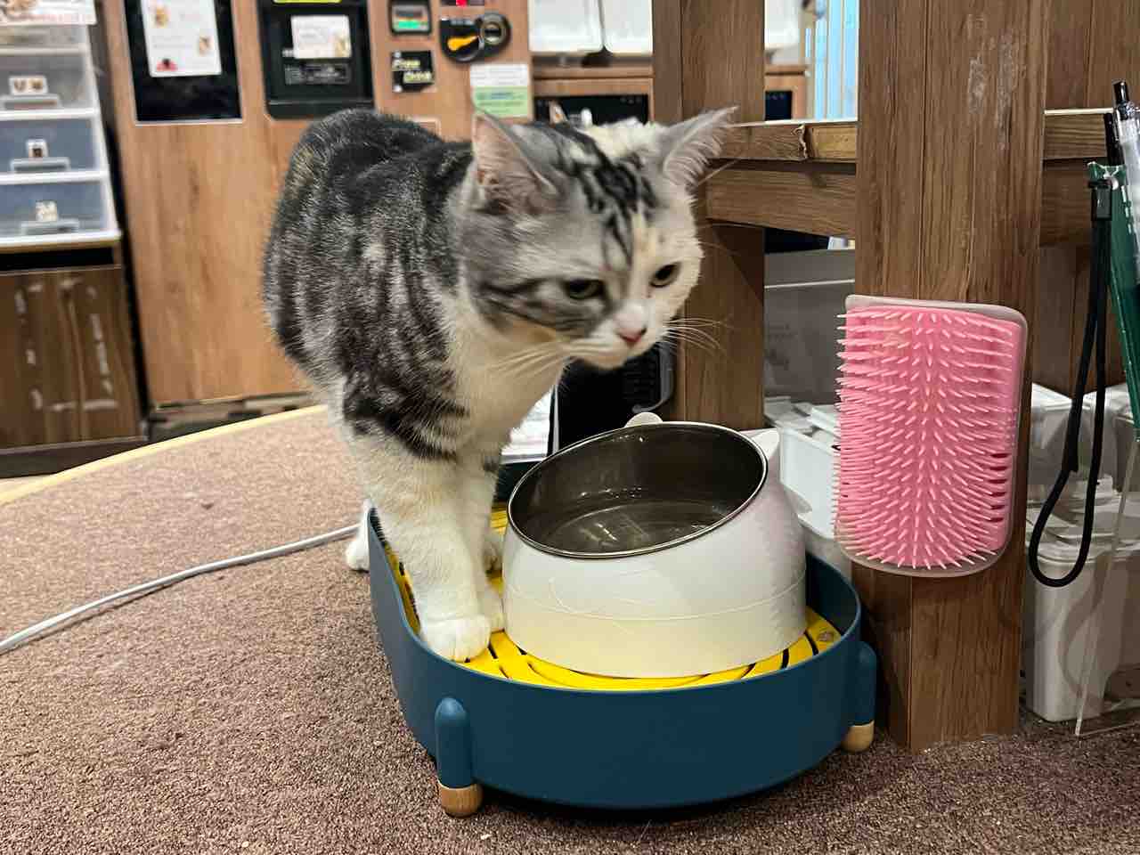 保護猫カフェで圧倒的癒しの時間 BAKENEKO CAFE 化猫茶屋@西早稲田