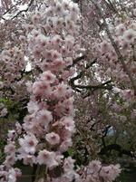 IMG_1737