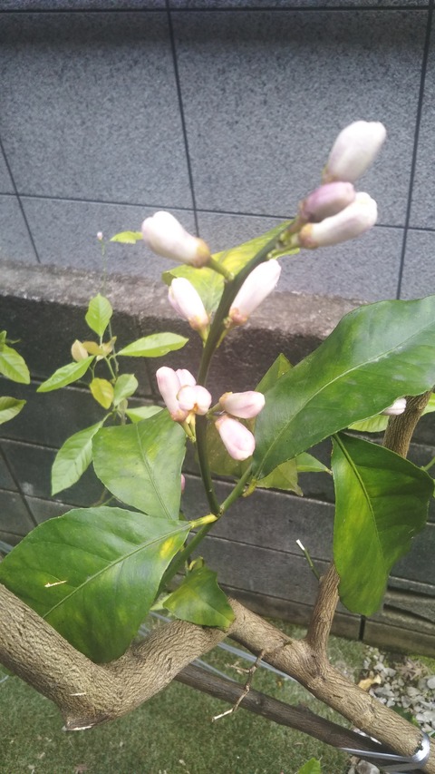 レモンの花が咲きました 小江戸ラグビー男児的単身紀行in香港経由上海