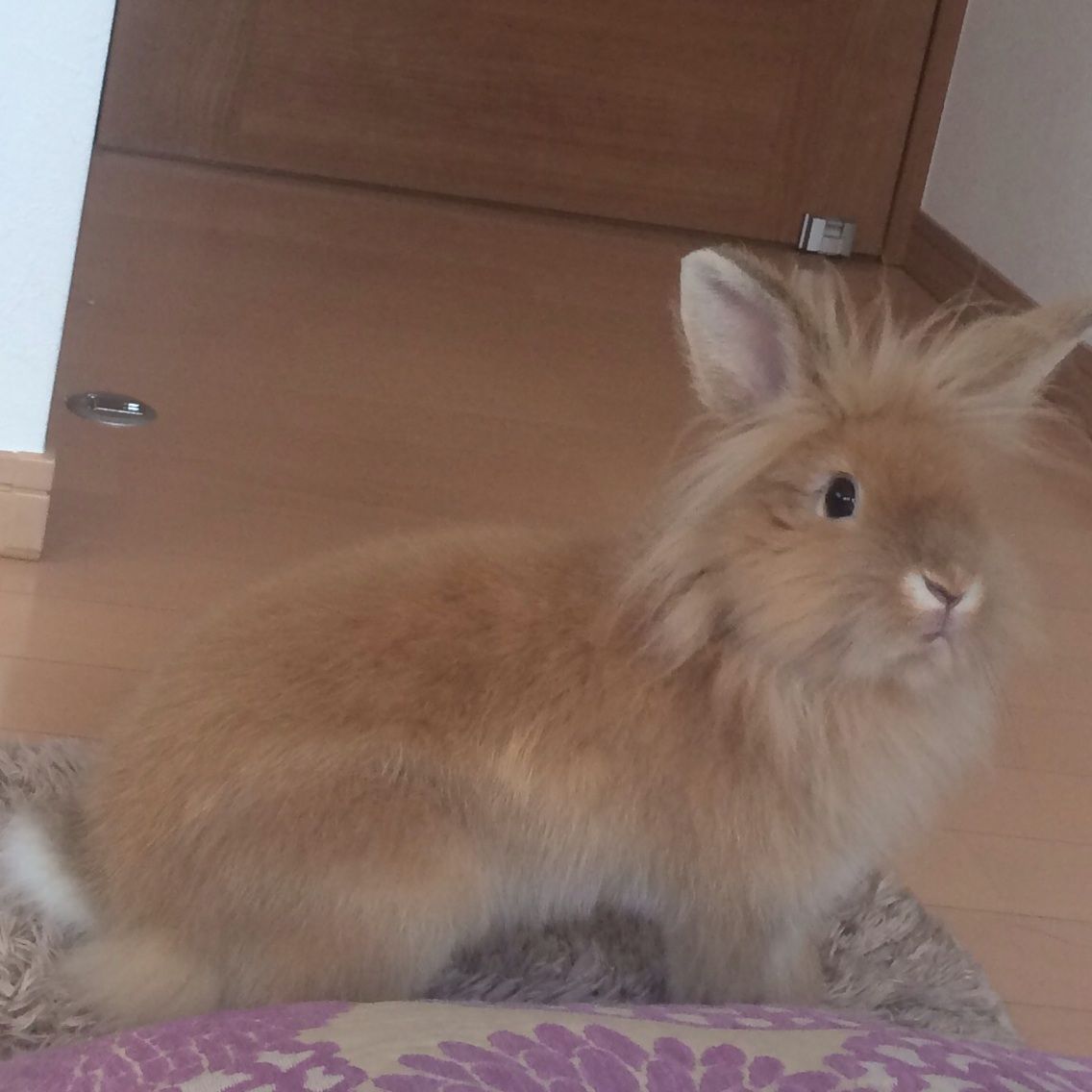 うさぎのロフト くつろぎライオンロップ うさぎのおうち うさぎのロフト くつろぎライオンロップ うさぎのおうち