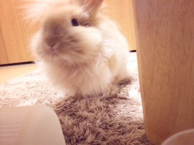 セクシー うさぎの胸毛 うさぎのおうち