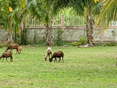 Google Pixel 4a Zoom (8X)