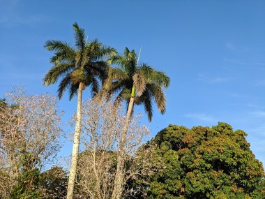 Google Pixel 4a Zoom Sample 3 (1X)