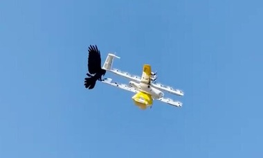 1203279-bird-attacks-food-delivery-drone-video-viral