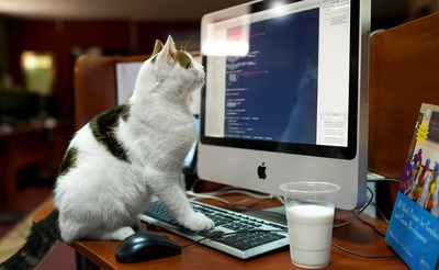 cat_programmer