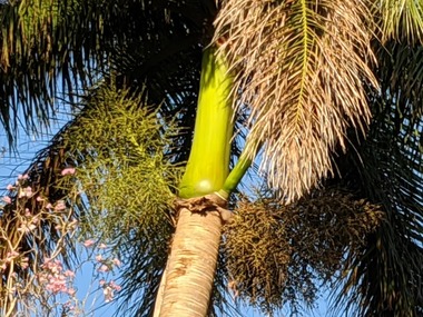 Google Pixel 4a Zoom Sample 3 (8X)