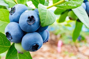 c9048dfe2621f1072086aa43405d81b6_t