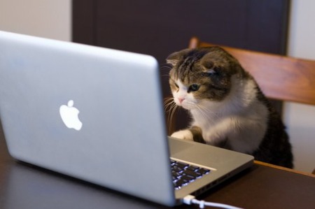 MacbookCat