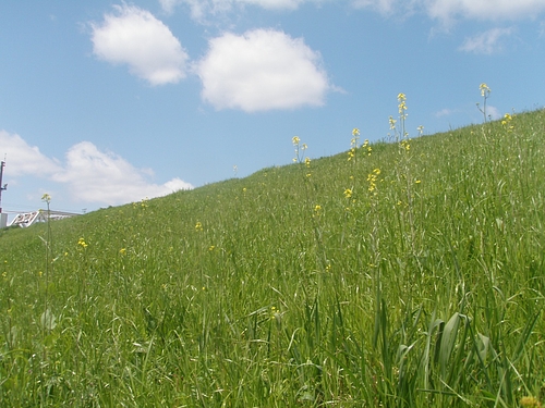 淀川の土手