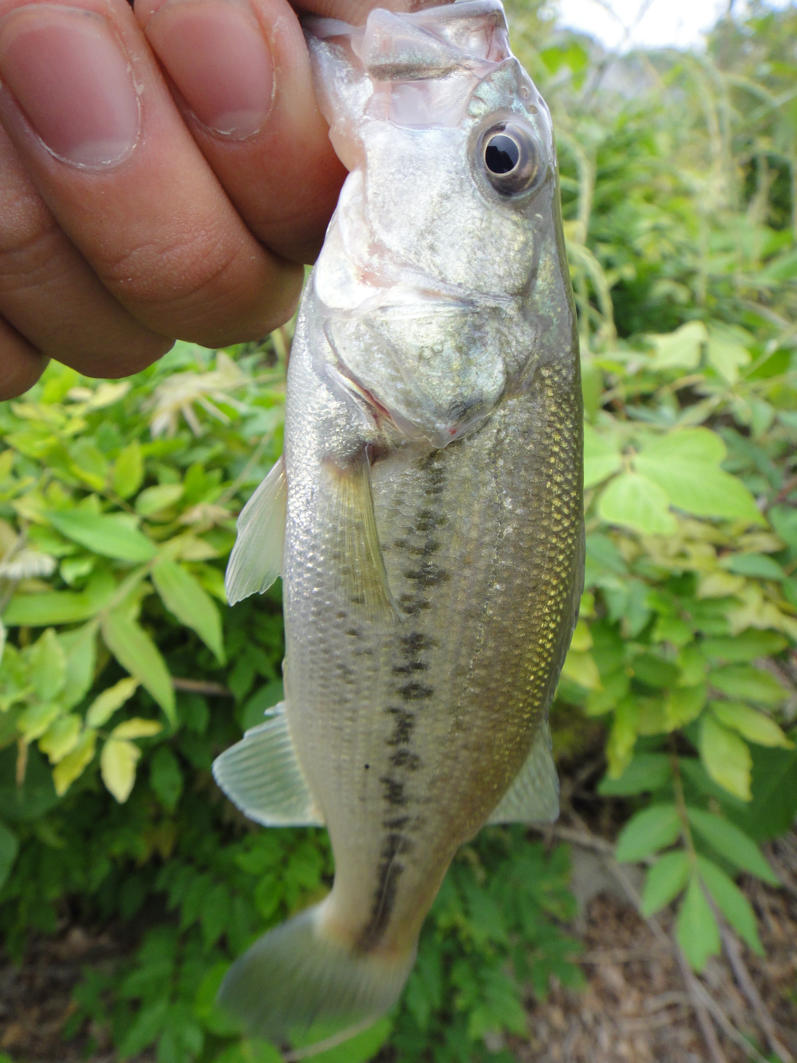 6月4日バス釣り 31回目 イデゑもん写真日記