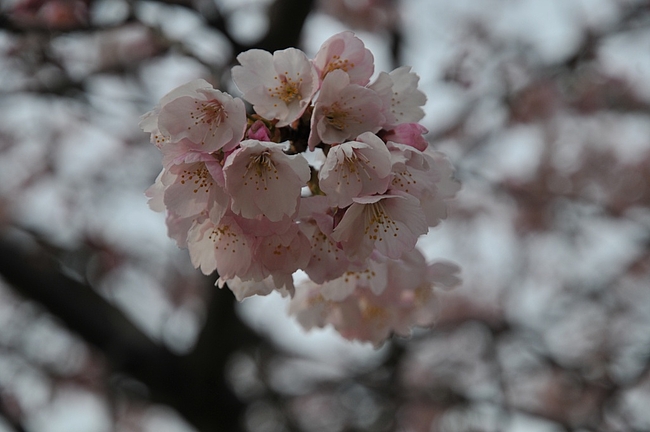 近所の桜
