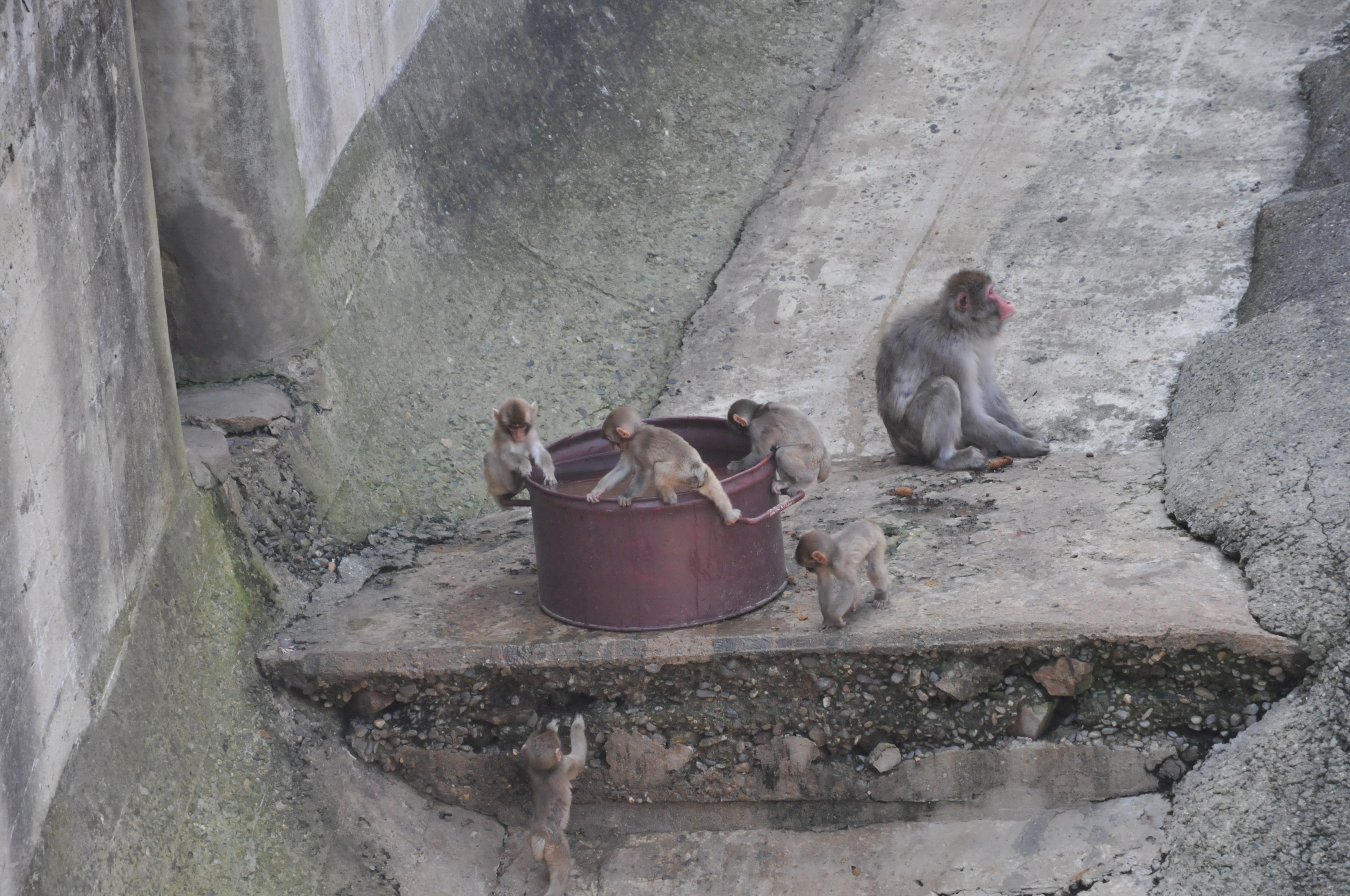 イデゑもん写真日記 みさき公園