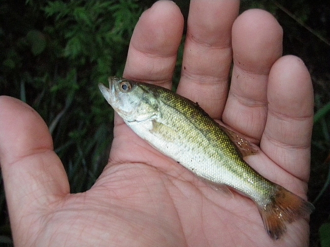 今年13本目のバス(10cm)