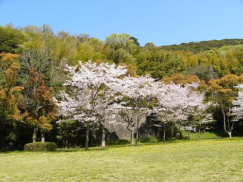 加太休暇村園地の桜