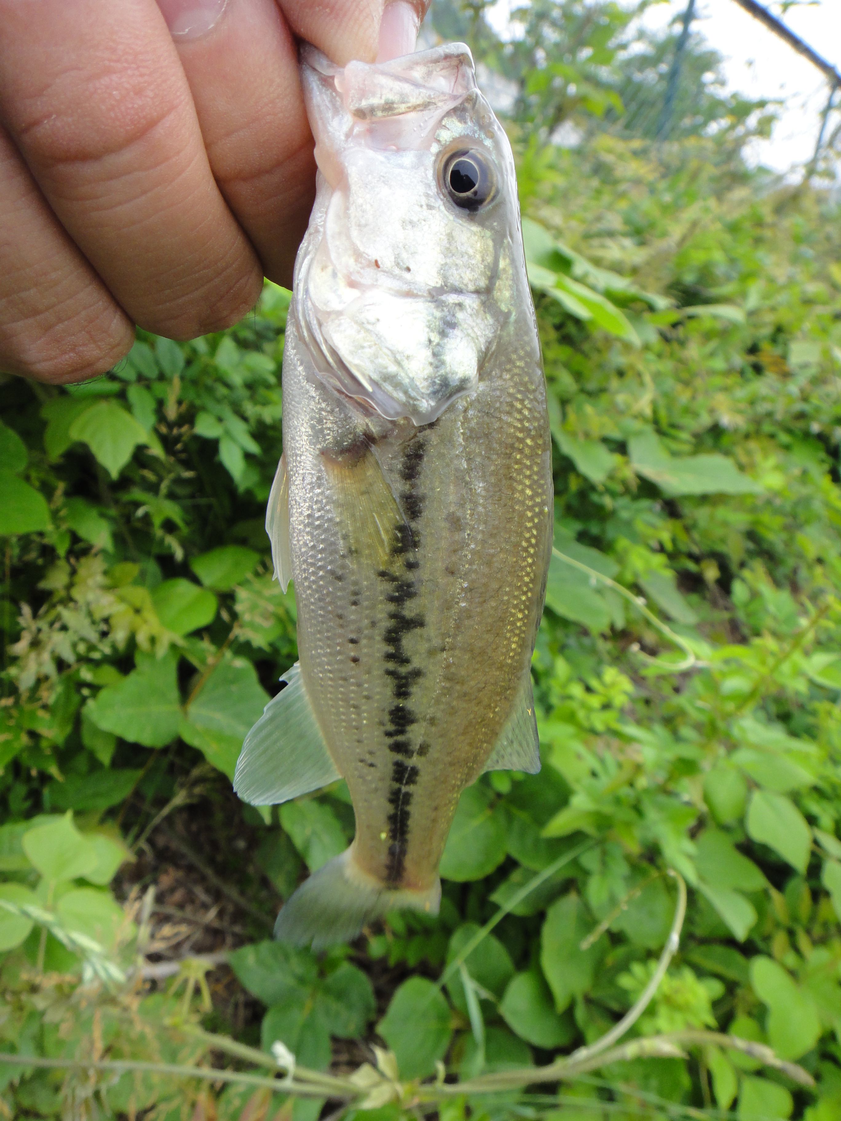 6月4日バス釣り 31回目 イデゑもん写真日記
