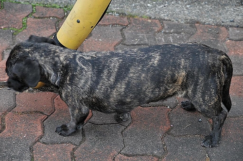 迷い犬
